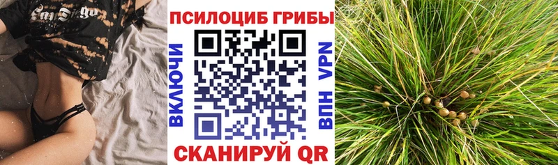 Галлюциногенные грибы Cubensis  МЕГА вход  Городовиковск 